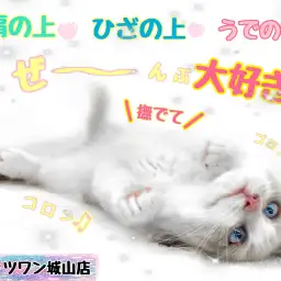 【 ラグドール 】肩乗り、ひざ乗り、抱っこも大好き甘えん坊キャット