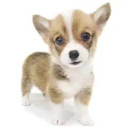 ウェルシュコーギーペンブローク