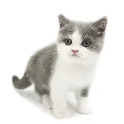 ブリティッシュショートヘア