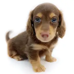 ミニチュア・ダックスフント