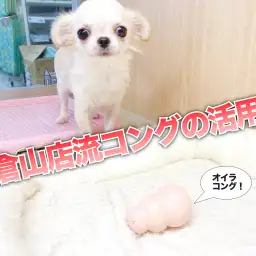 【 コングの活用法 】退屈な時間を楽しい時間に変えちゃう魔法のレシピ!