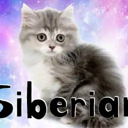 【 サイベリアン 】優しい顔と優しい色を持つパステルキャット登場！
