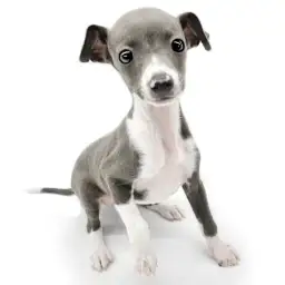 イタリアングレーハウンド