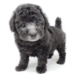 トイ・プードル