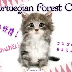 【 ノルウェージャンフォレストキャット 】ふわふわ甘えんぼ！美しき森の妖精！