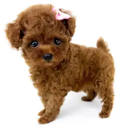 トイ・プードル