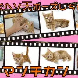 【 マンチカン 】短足チャトランが超絶可愛い！大倉山流子猫物語！