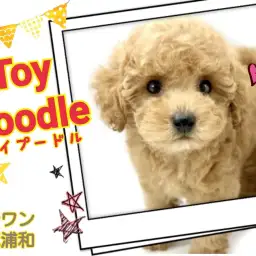 【 トイプードル 】性格良し、飼いやすい犬種NO1！毛量多めヌイグルミ感MAX犬