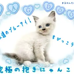 【 ラグドール 】永遠のブルーアイ!飼いやすさ抜群!究極のだっこちゃん!