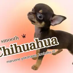 【 チワワ 】大きなお耳に長いシッポ！つるりんボディの男の子