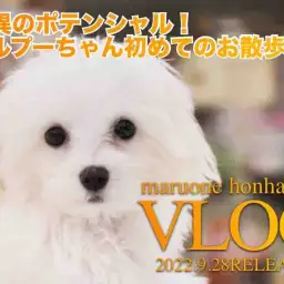 【 本羽田店VLOG  】驚愕のポテンシャル!マルプーちゃんのお散歩デビュー編!