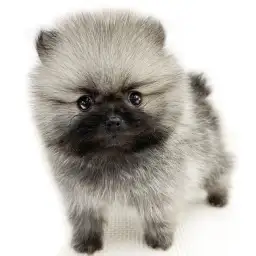ポメラニアン