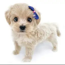 MIX（マルチーズ×トイプードル）