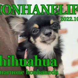 【 にっこりチワワ 】小さな巨人と一緒に表情筋をゆるゆるにしちゃおう!