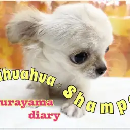 【 お手入れ】ドキドキ！今日はチワワちゃんのシャンプーの日！！