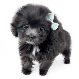 トイ・プードル