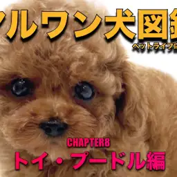 【マルワン図鑑 】トイプードル魅力をプロショップスタッフが解説!