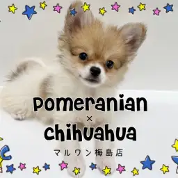 【 MIX 】両親の良い所をしたハイブリッド犬!ポメチワくんが可愛すぎる!!