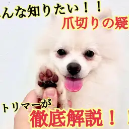 【 元町トリミング 】爪切り徹底解説!!怖くて切れない方必見!!