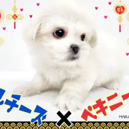 【 MIX 】どすこいボディが最高に可愛い！レアMix！マルペキがやって来た！