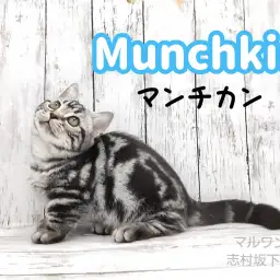 【 マンチカン 】これぞマンチカン!短足&まんまるお顔がキュート