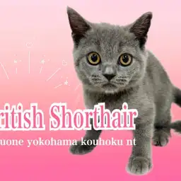 【 ブリティッシュショートヘア 】ブルーが綺麗なぽってりボディの元気ガール