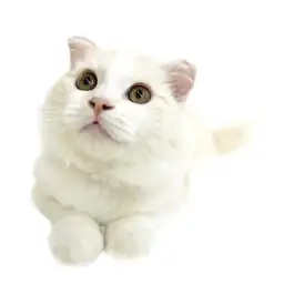 スコティッシュフォールド