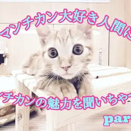 【 マンチカンレポート 】マンチカンマニアに魅力を聞いてみよう！第二弾！