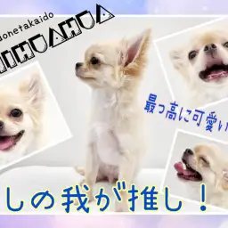 【 チワワ 】スタッフSが愛しの我が推しをご紹介！最っ高に可愛いんです！