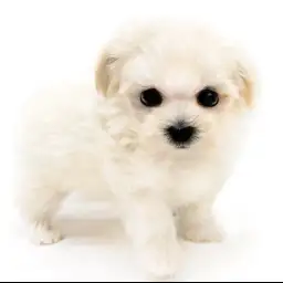 MIX（マルチーズ×トイプードル）