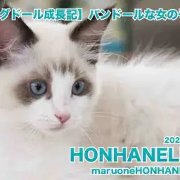 【 ラグドール成長記 】パンドールと呼びたい生後88日(初心者必見!)