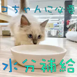 【ネコちゃんと水分】冬こそネコちゃんの水分補給を増やそう！