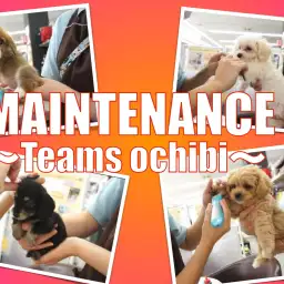 【メンテナンス】おりこうワンちゃんのノーカットメンテナンスの様子！