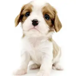 キャバリア・キングチャールズ・スパニエル