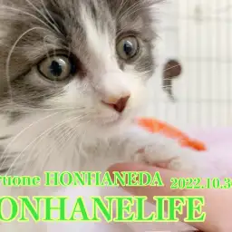 【 ホンハネニューフェイス 】見た目はクール、中身はスイートな大型にゃんこ！