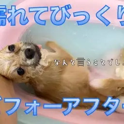 【 ポメラニアン 】濡れてびっくり！ぽぽちゃんビフォーアフター！