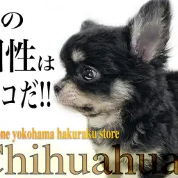 【 チワワ 】個性を求める方必見！他には無いオリジナル要素を持った被毛がポイント