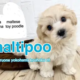 【 MIX 】人懐っこくて育てやすいMIX犬界のプリンスのマルプー！