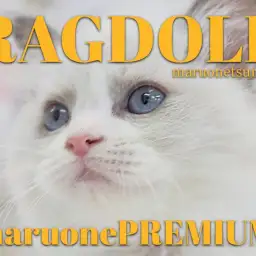【 ラグドール 】大人気ブルーポイントバイカラーのプレミアム級のナイスガイが登場