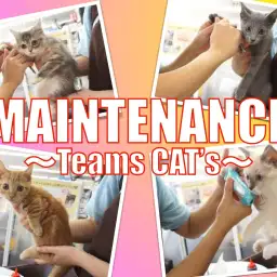 【メンテナンス】おりこうネコちゃんのノーカットメンテナンスの様子！