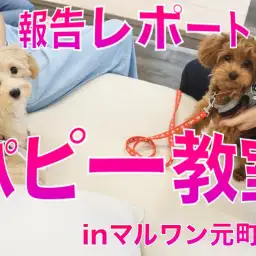 【 子犬の勉強 】10/2元町店にて開催したパピー教室報告レポート！