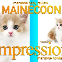 【 メインクーン 】大人気クリームカラーの超美少年登場！（本羽田店）