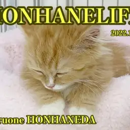 【 バクスイ 】寝る子は育つ!キュートboyの寝顔をパパラッチ!