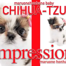 【 MIXチワズー 】父チワワと母シーズーから誕生したコミカルガール登場！