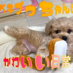 【ワンワン日記】ペキプーちゃんの可愛いがたくさん詰まった日常をお届け！