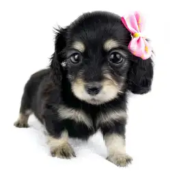 カニンヘン・ダックスフント