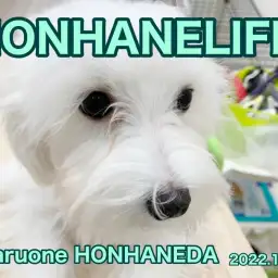 【 ホンハネルーティン 】ハロウィンお構いなし！今日も元気に体重測定の巻！