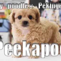 【 ペキプー アプリコット 】ライオンと羊が融合した様なMIXわんこ登場！