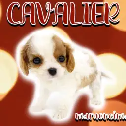 【 キャバリア 】ブレンハイムの美少女が聖地に降臨！ムッチリボディの癒し系！