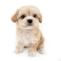 MIX（チワワ×トイプードル）